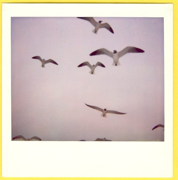 writer, photographer - and journalist Brad Zellar on nature