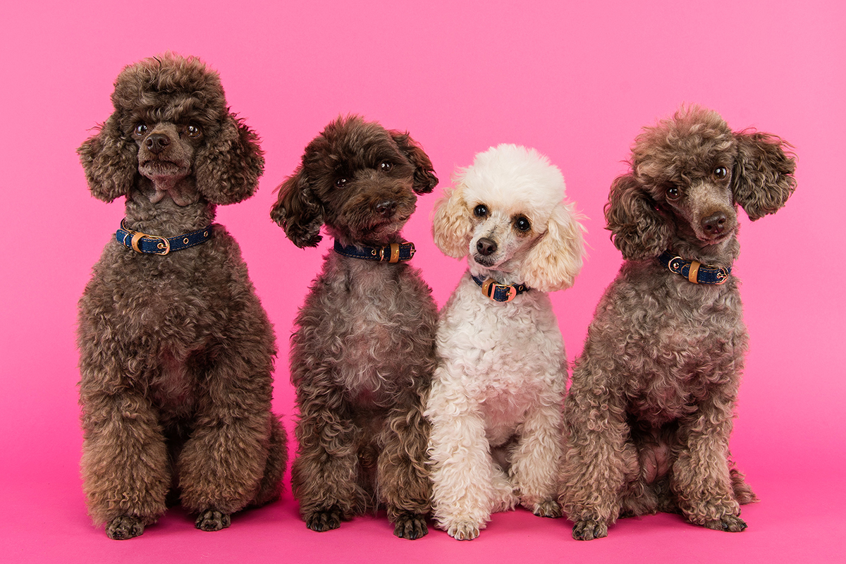 Emma O'Brien poodles