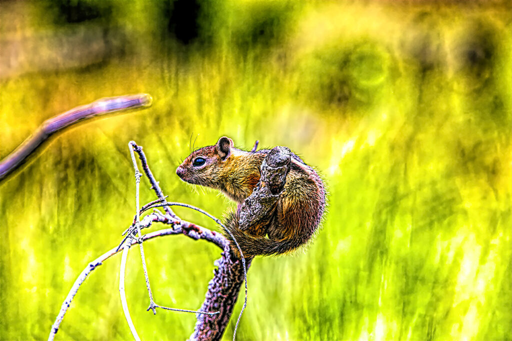 chipmunk