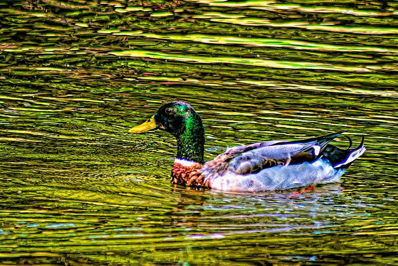 duck