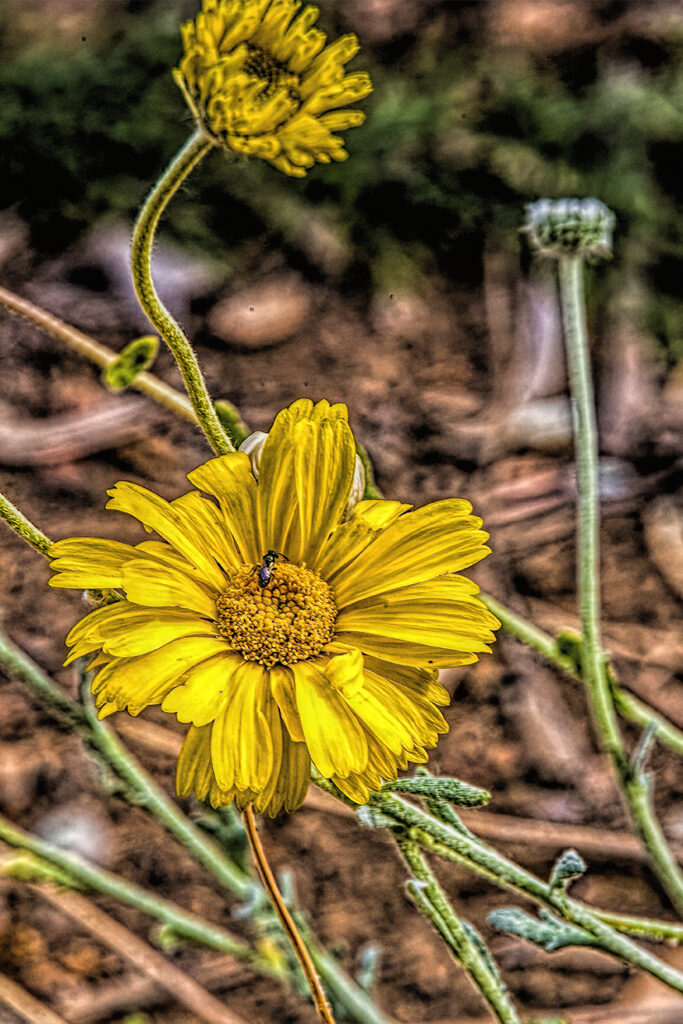 passion photography