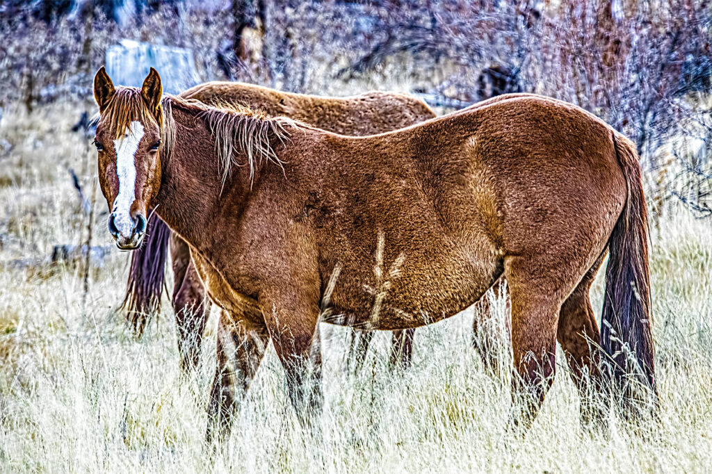 horse