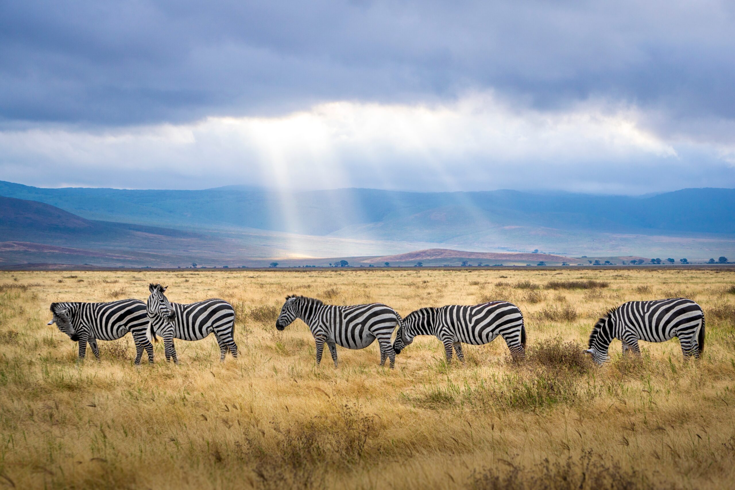 an image of zebra in jungle