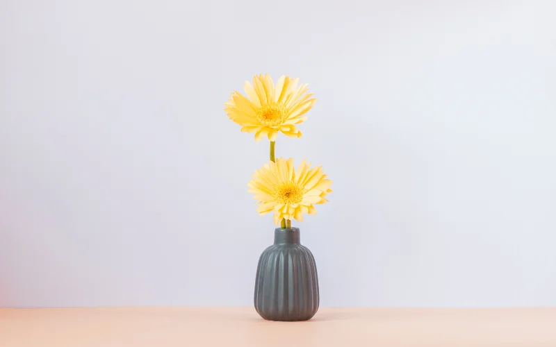 clean backgrounds : minimalist photography idea