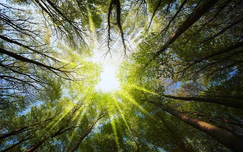 Lens flare overlay effect of sunlight streaming through forest tree canopy
