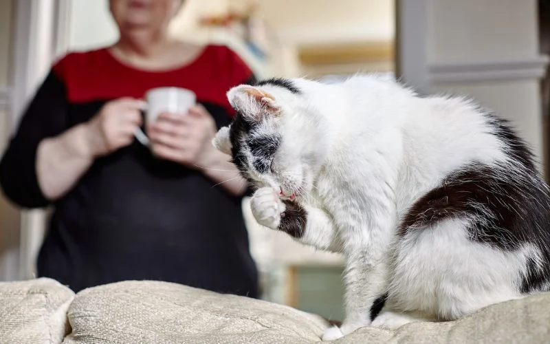 cute cat portrait
