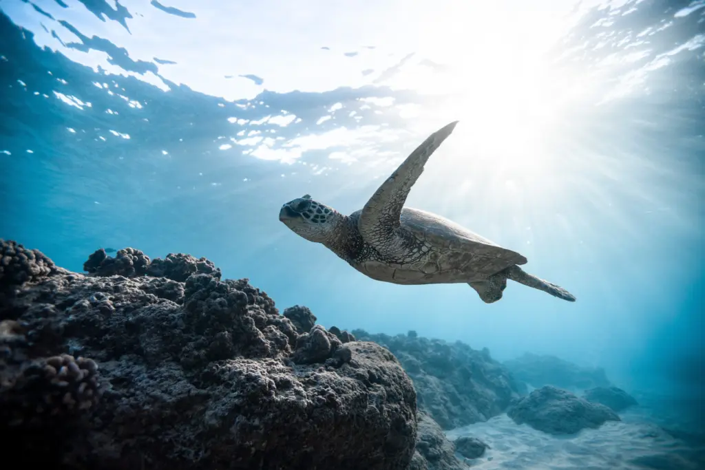 Picture of a turtle