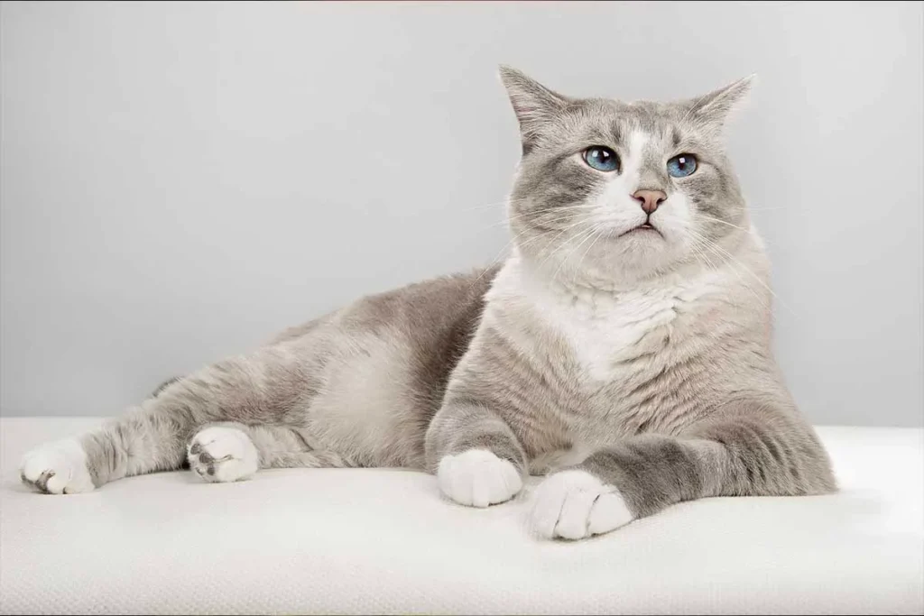 pet headshots