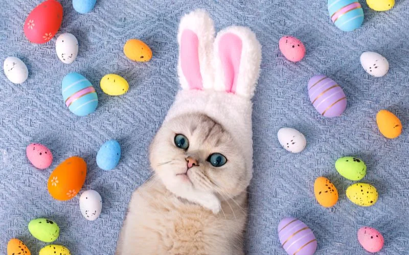 easter pet photo