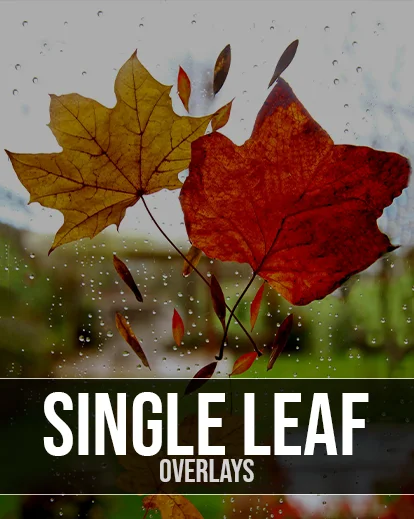 leaf overlays best photography add ons, best photoshop resources
