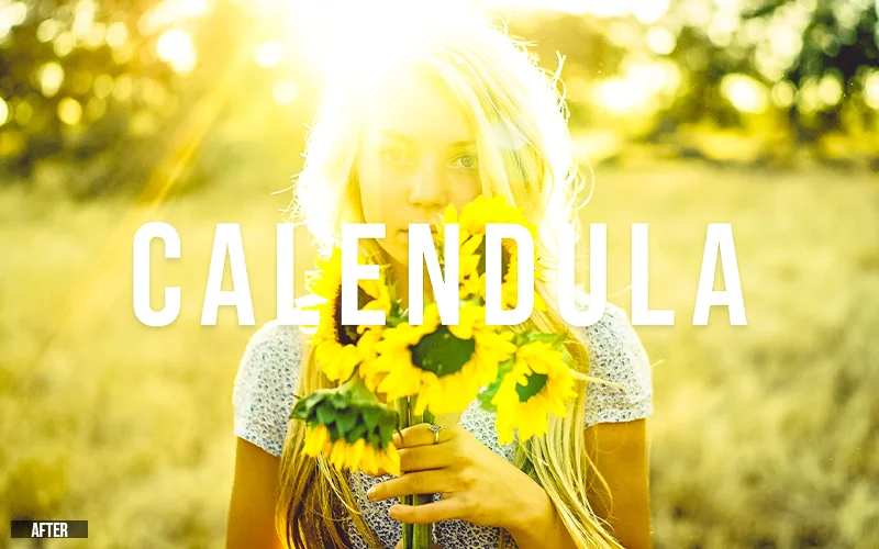 calendula