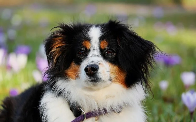 close-up dog photoshoot ideas