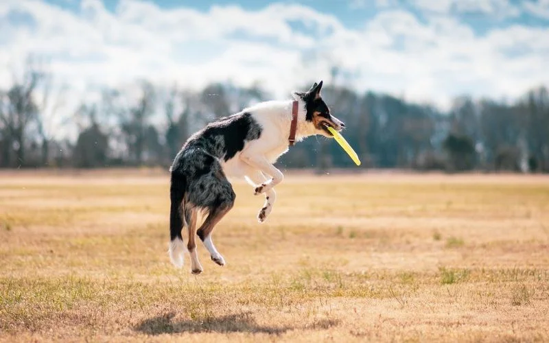 creative dog photoshoot ideas