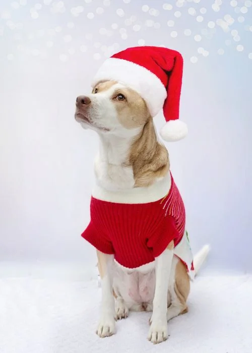 let your dog wear a pet costume
