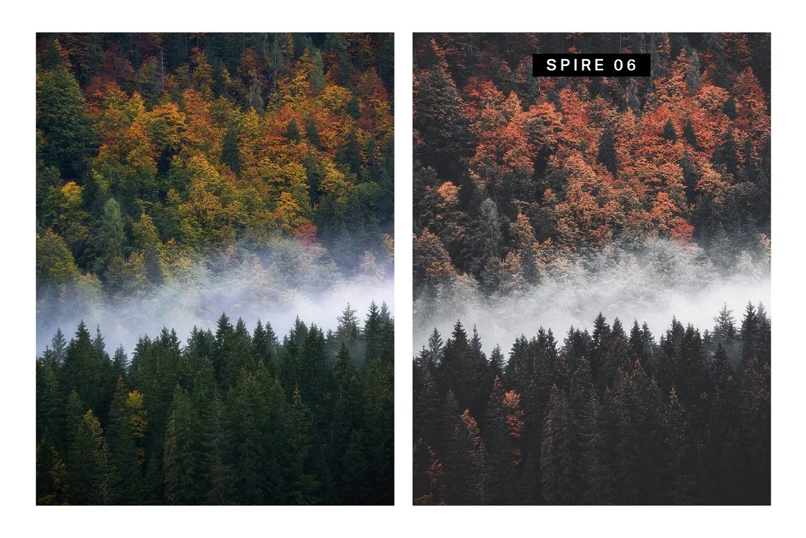 forest image