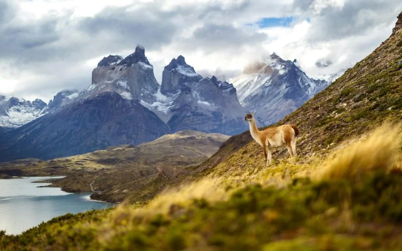 wildlife vacation photography tips