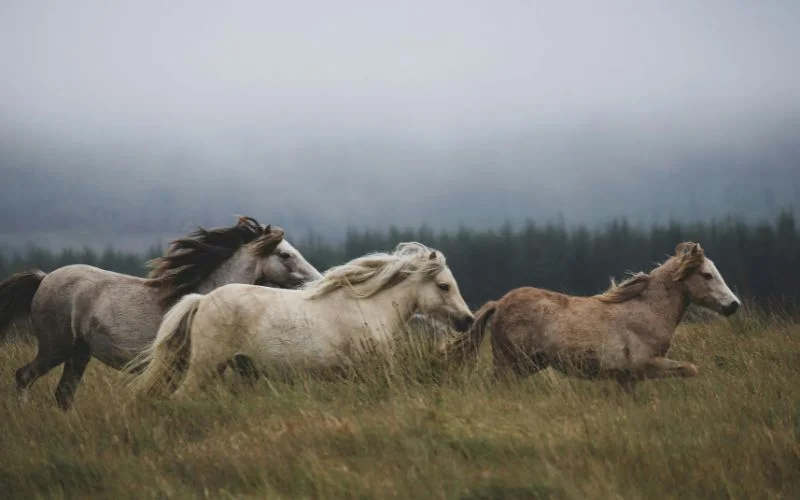Herd of horses running through a misty field, captured with a fast shutter speed to freeze motion