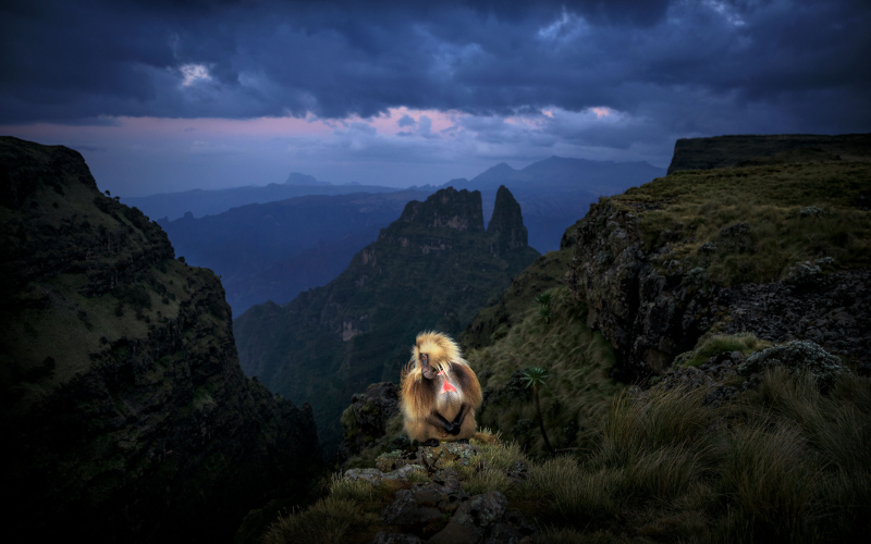 Online landscape photography courses help you master wide-angle techniques for professional-quality photos.