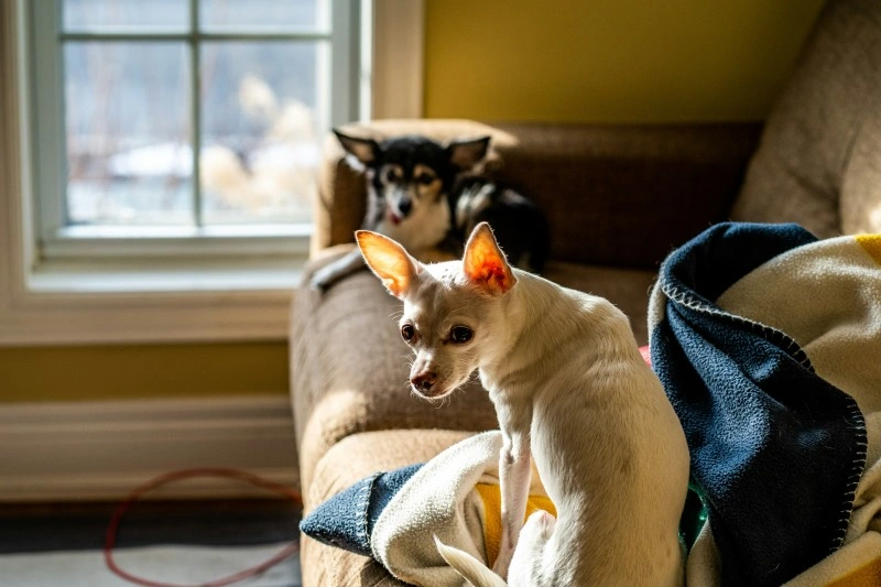 Pet-friendly summer photoshoot with dogs enjoying sunshine outdoors