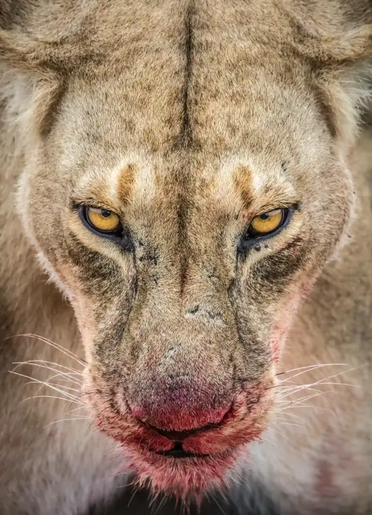 learning wildlife photography, beautiful landscape photos, how to take wildlife photography, learn wildlife photography