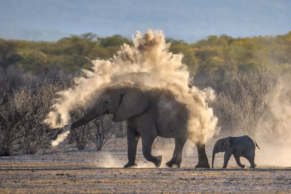 Learn how to take wildlife photos with creative composition for storytelling and visual impact.