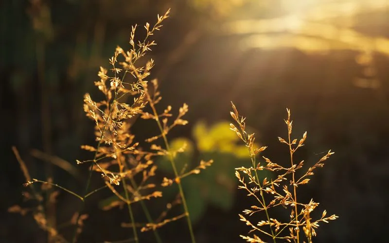 Close-up of backlit wheat stalks glowing during a golden hour photo shoot, showing fine detail preserved in highlights