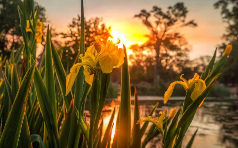 Yellow iris flowers silhouetted against a glowing sunset, illustrating when is the golden hour for photography