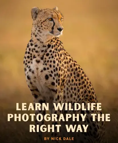Wildlife photography course for beginners feature image