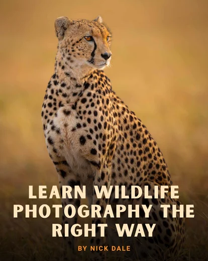 Wildlife photography course for beginners feature image